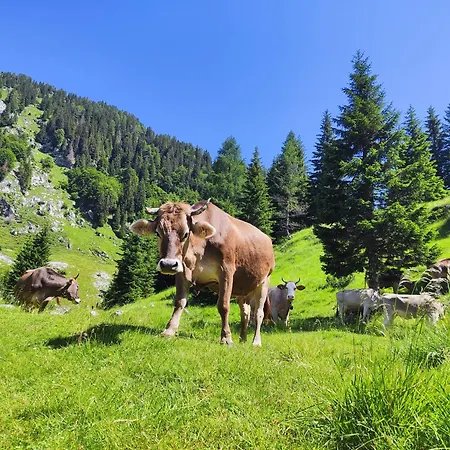 Alpine Spirit - Family Kranjska Gora