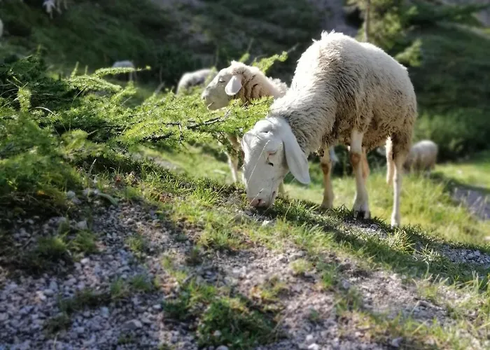 Apartma Alpine Spirit - Family Kranjska Gora